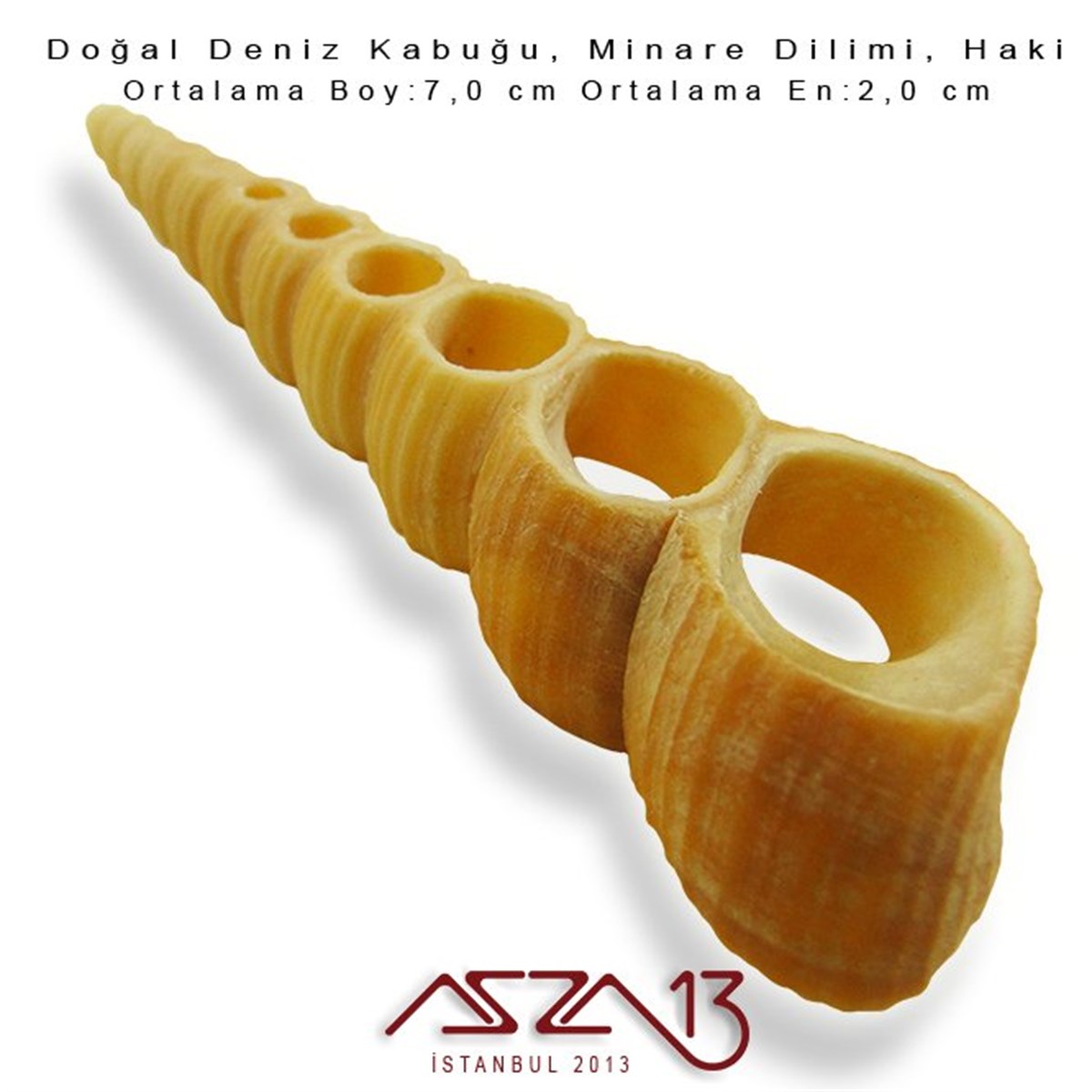 Minare Dilimi, Doğal Deniz Kabuğu 2,0x7,0 cm / 1 Adet