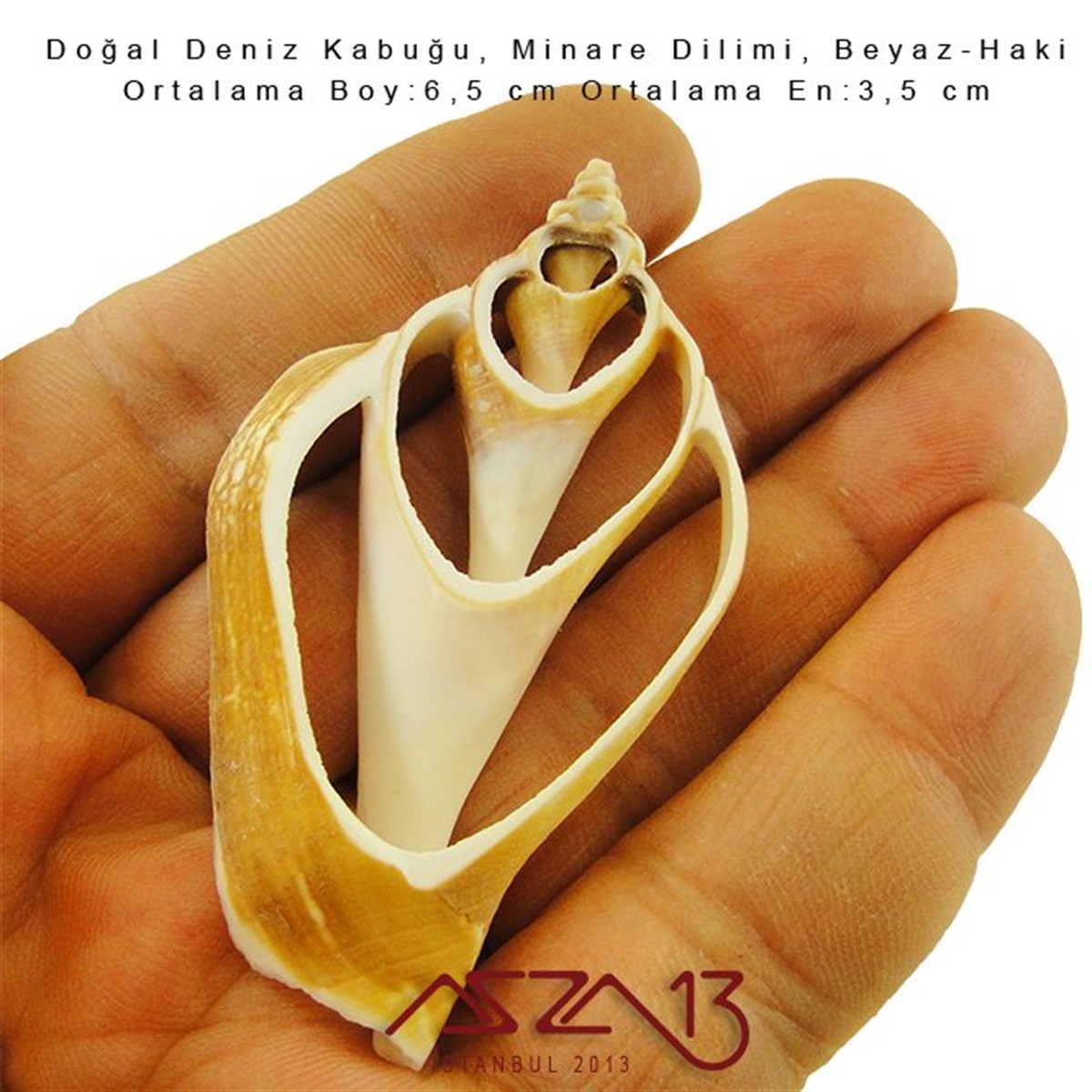 Minare Dilimi, Doğal Deniz Kabuğu 3,5x6,5 cm / 1 Adet