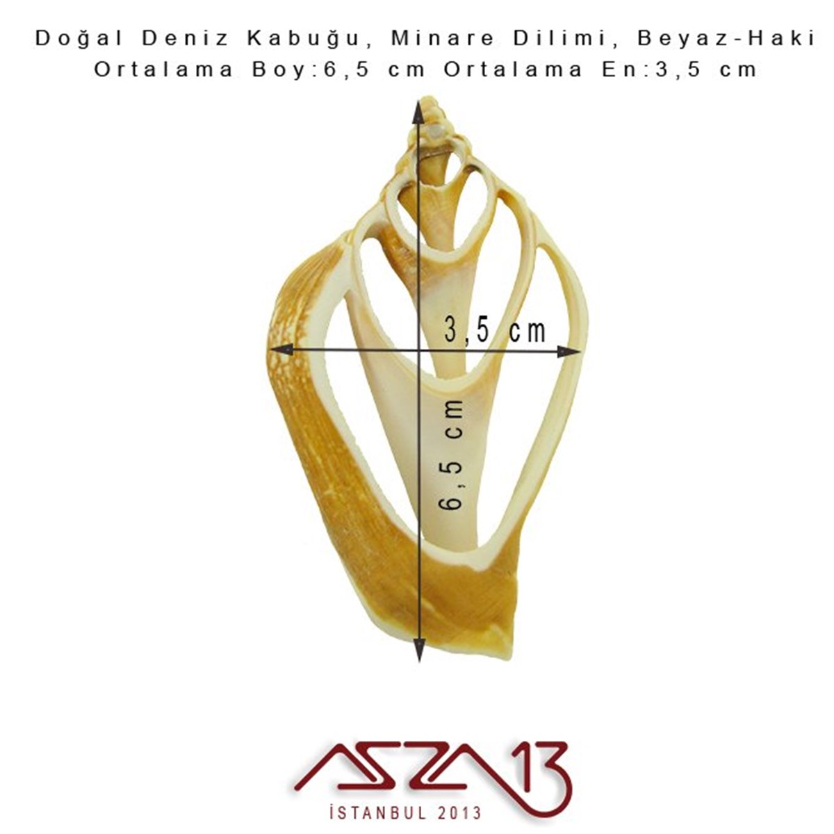 Minare Dilimi, Doğal Deniz Kabuğu 3,5x6,5 cm / 1 Adet