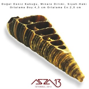 Minare Dilimi, Doğal Deniz Kabuğu 2,0x4,5 cm / 1 Adet