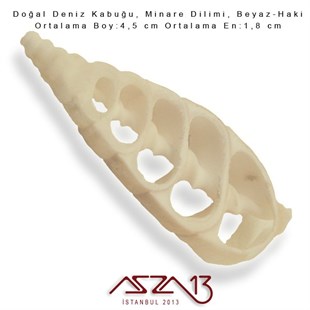 Minare Dilimi, Doğal Deniz Kabuğu 1,8x4,5 cm / 1 Adet