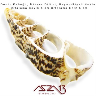 Minare Dilimi, Doğal Deniz Kabuğu 2,5x6,5 cm / 1 Adet