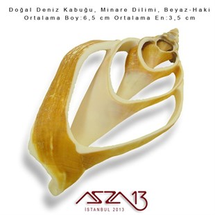 Minare Dilimi, Doğal Deniz Kabuğu 3,5x6,5 cm / 1 Adet