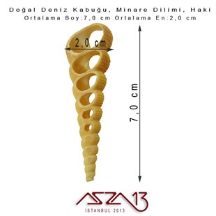 Minare Dilimi, Doğal Deniz Kabuğu 2,0x7,0 cm / 1 Adet