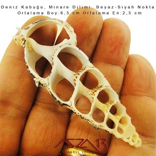 Minare Dilimi, Doğal Deniz Kabuğu 2,5x6,5 cm / 1 Adet