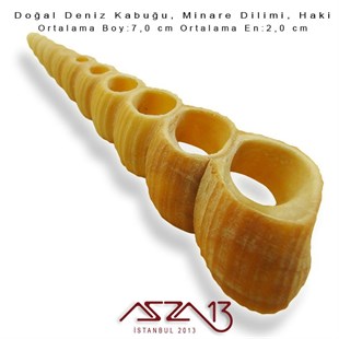 Minare Dilimi, Doğal Deniz Kabuğu 2,0x7,0 cm / 1 Adet