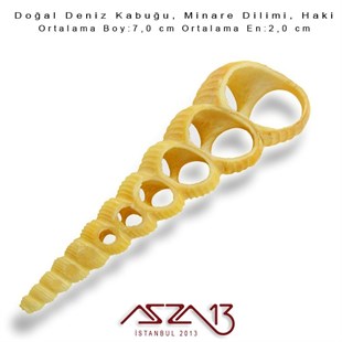 Minare Dilimi, Doğal Deniz Kabuğu 2,0x7,0 cm / 1 Adet