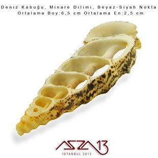 Minare Dilimi, Doğal Deniz Kabuğu 2,5x6,5 cm / 1 Adet