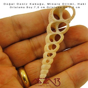 Minare Dilimi, Doğal Deniz Kabuğu 2,0x7,0 cm / 1 Adet