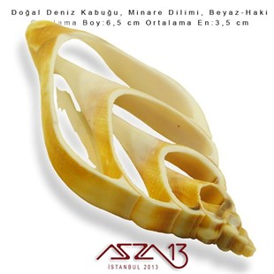 Minare Dilimi, Doğal Deniz Kabuğu 3,5x6,5 cm / 1 Adet