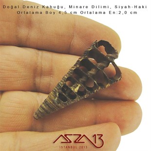Minare Dilimi, Doğal Deniz Kabuğu 2,0x4,5 cm / 1 Adet