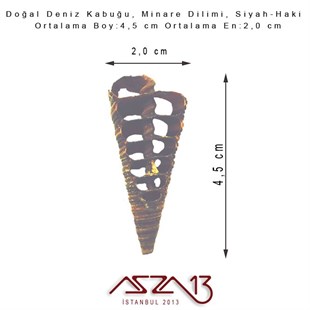 Minare Dilimi, Doğal Deniz Kabuğu 2,0x4,5 cm / 1 Adet