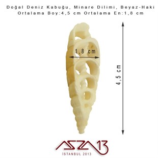 Minare Dilimi, Doğal Deniz Kabuğu 1,8x4,5 cm / 1 Adet