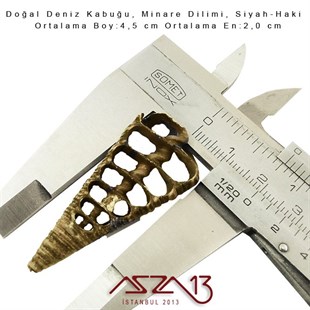 Minare Dilimi, Doğal Deniz Kabuğu 2,0x4,5 cm / 1 Adet