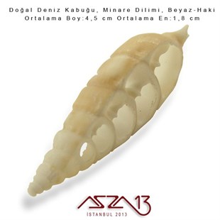 Minare Dilimi, Doğal Deniz Kabuğu 1,8x4,5 cm / 1 Adet