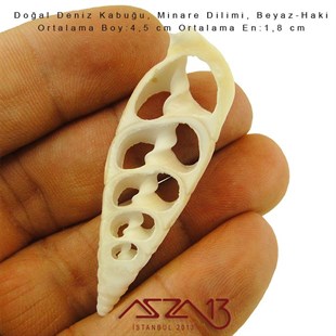 Minare Dilimi, Doğal Deniz Kabuğu 1,8x4,5 cm / 1 Adet