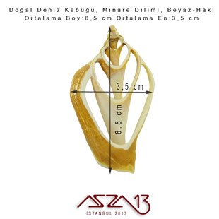 Minare Dilimi, Doğal Deniz Kabuğu 3,5x6,5 cm / 1 Adet