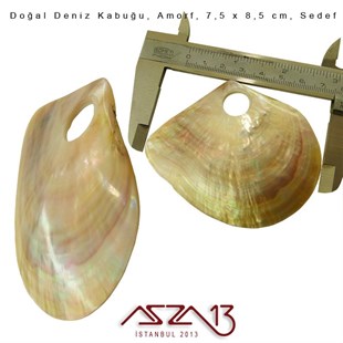 Amorf Doğal Deniz Kabuğu 7,5x8,5 cm / 1 Adet