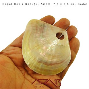 Amorf Doğal Deniz Kabuğu 7,5x8,5 cm / 1 Adet