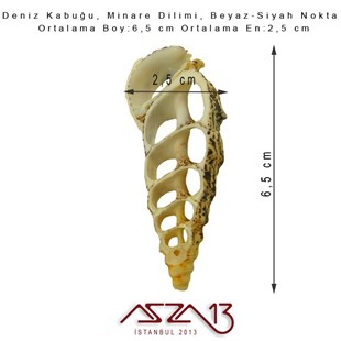 Minare Dilimi, Doğal Deniz Kabuğu 2,5x6,5 cm / 1 Adet