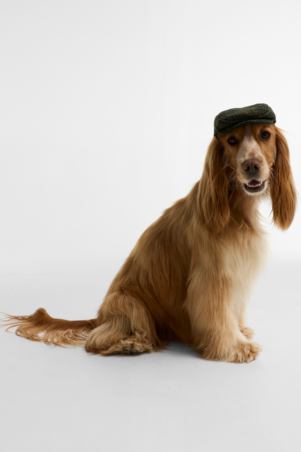 Barbour Dogs Wilkin Köpek Şapka OL71 Olive Check