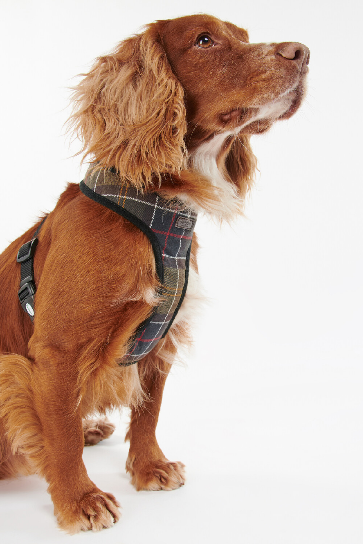 Barbour Tartan Köpek Göğüs Tasması TN11 Classic Tartan