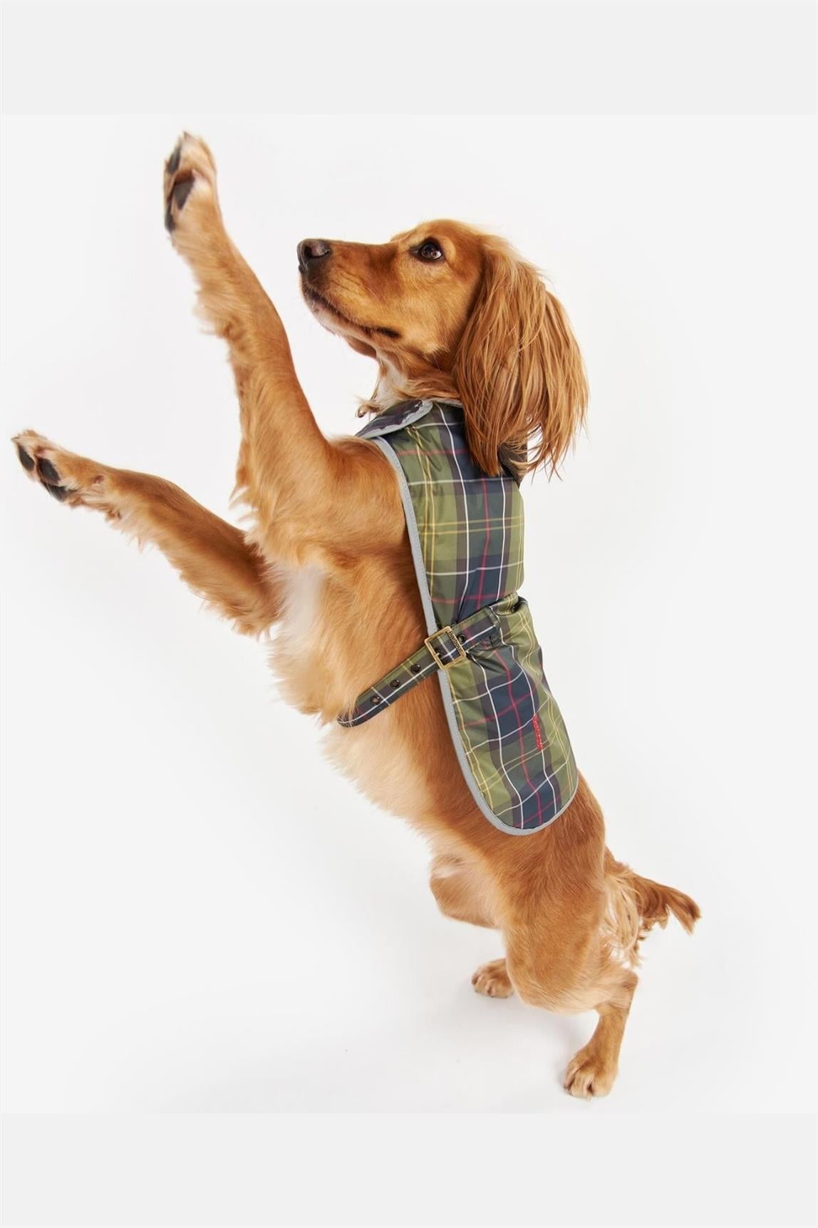 Barbour Wetherham Ekose Köpek Montu TN11 Classic Tartan