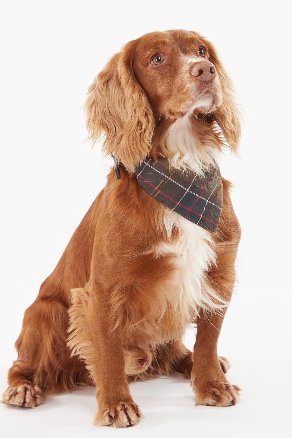 Barbour Tartan Köpek Bandanası TN11 Classic Tartan