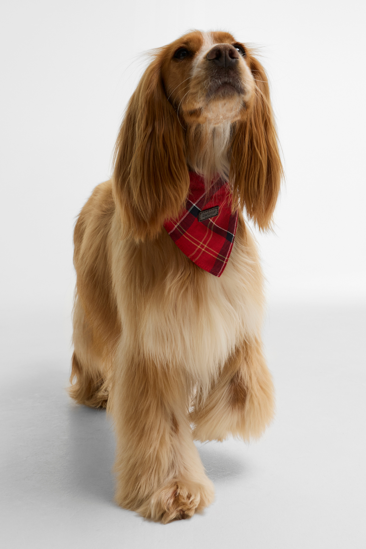 Barbour Tartan Köpek Bandanası TN94 Cardinal Tartan