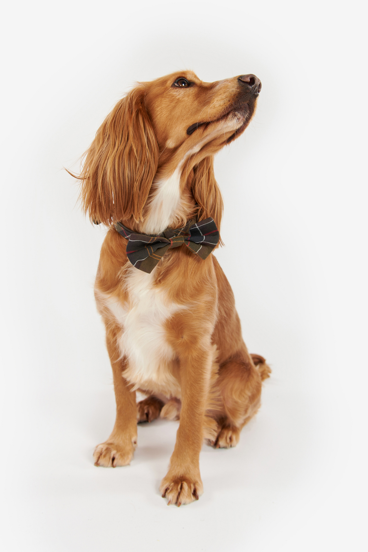 Barbour Tartan Köpek Papyonu TN11 Classic Tartan