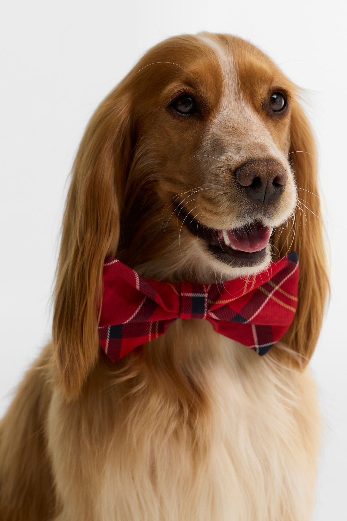 Barbour Tartan Köpek Papyonu TN94 Cardinal Tartan