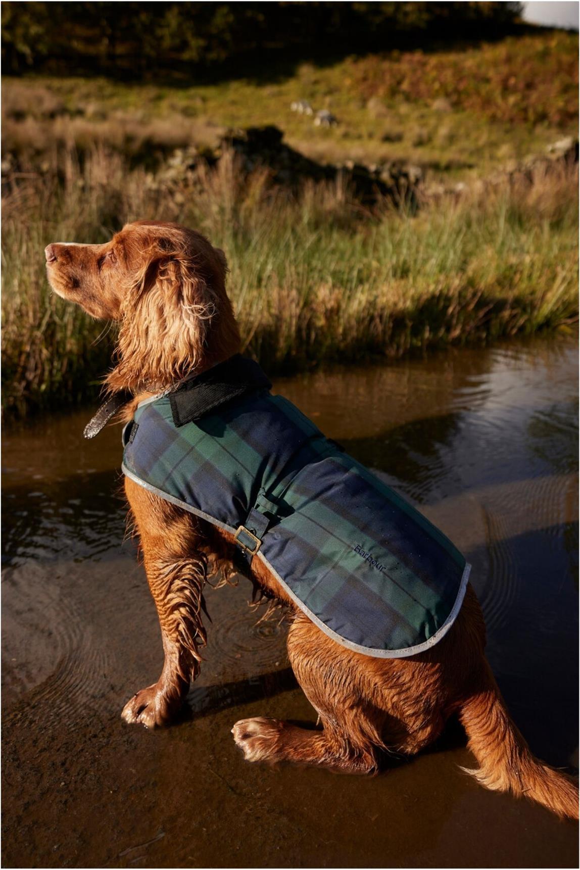 Barbour Wetherham Ekose Köpek Montu NY91 Blackwatch Tartan