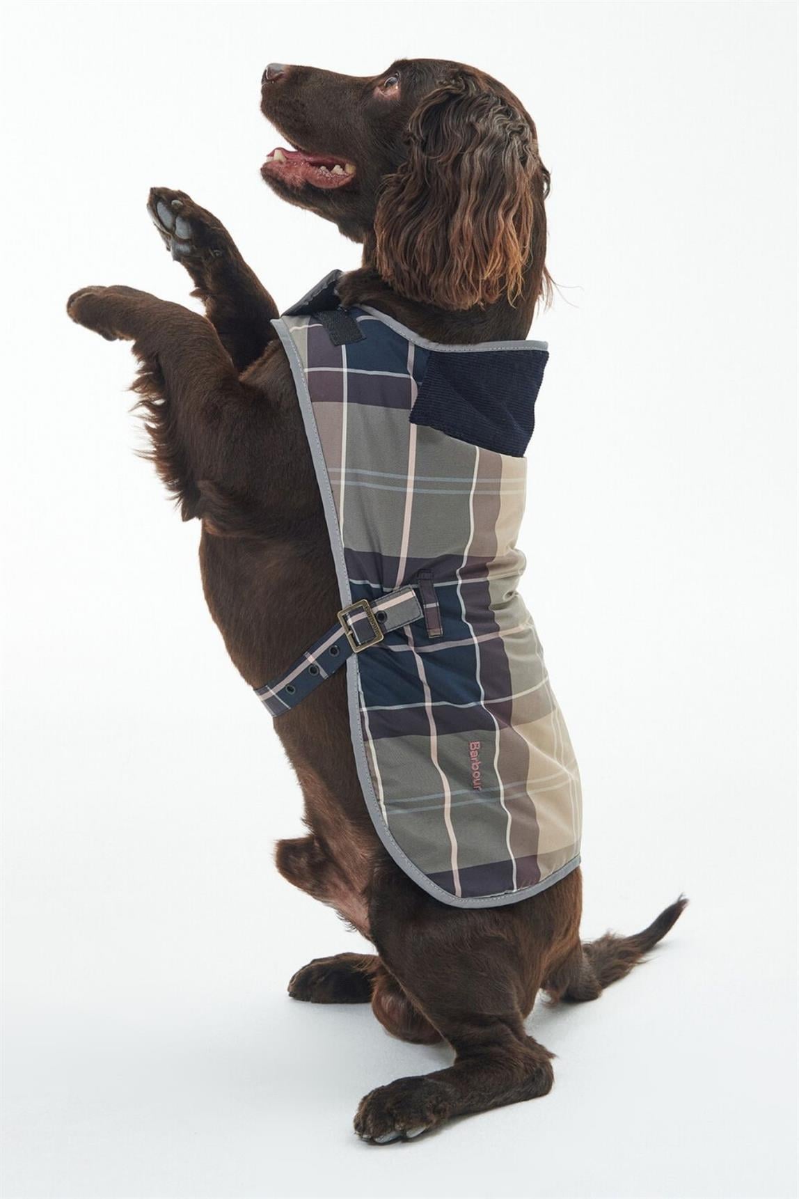 Barbour Wetherham Ekose Köpek Montu PI19 Gardenia Tartan