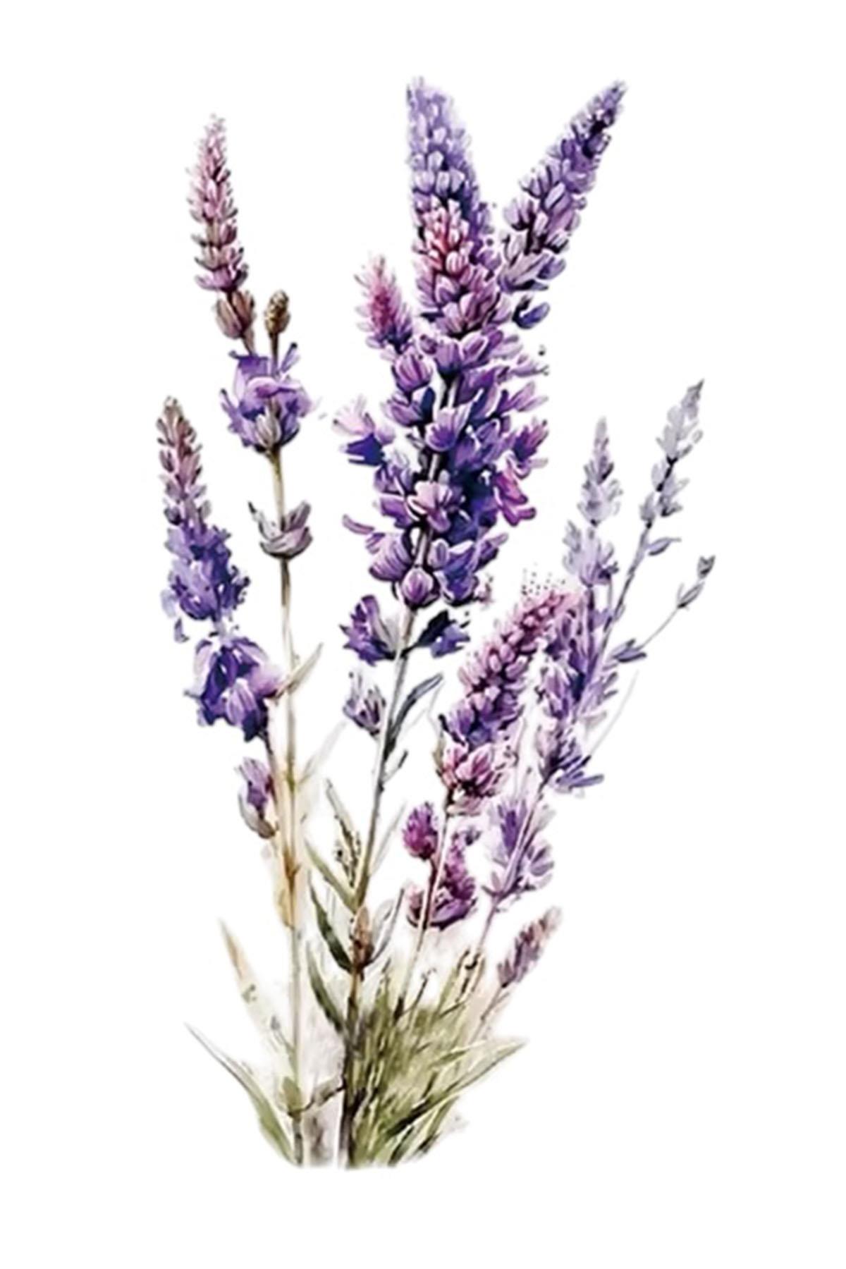 Geçici Lavanta Figürlü Dövme Tattoo