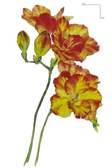 Geçici Çiçek Figürlü Mini Dövme Tattoo