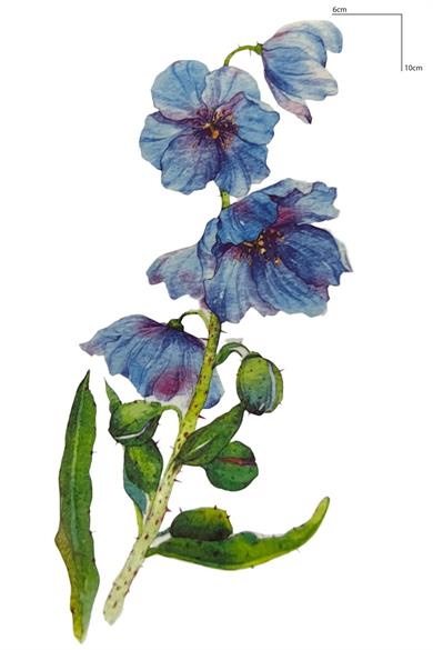 Geçici Çiçek Figürlü Mini Dövme Tattoo