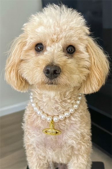 Altın Renk Gezegen Figürlü İnci Detaylı M Beden Kedi Köpek Tasma