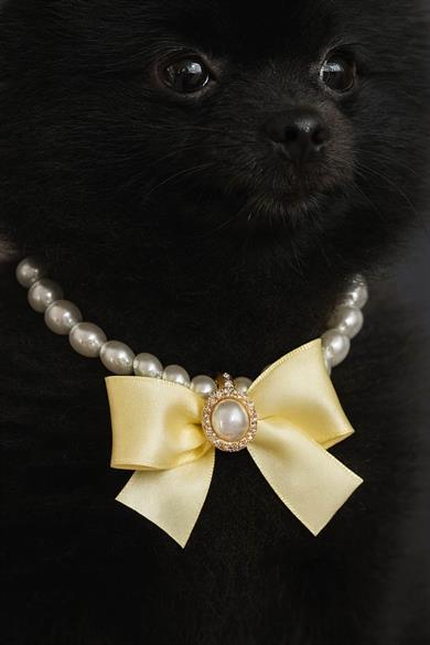 Altın Renk Kurdele Figürlü İnci Detaylı M Beden Kedi Köpek Tasma