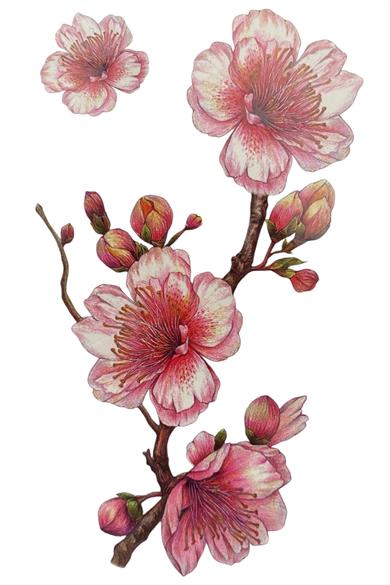 Geçici Çiçek Figürlü Dövme Tatto