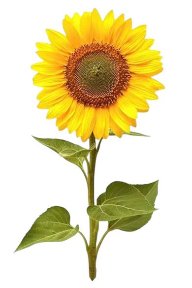 Geçici Papatya Figürlü Mini Dövme Tattoo