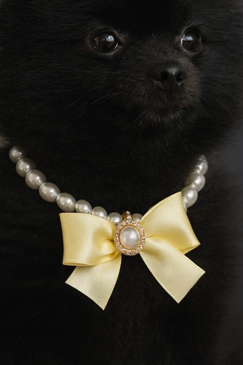 Altın Renk Kurdele Figürlü İnci Detaylı M Beden Kedi Köpek Tasma