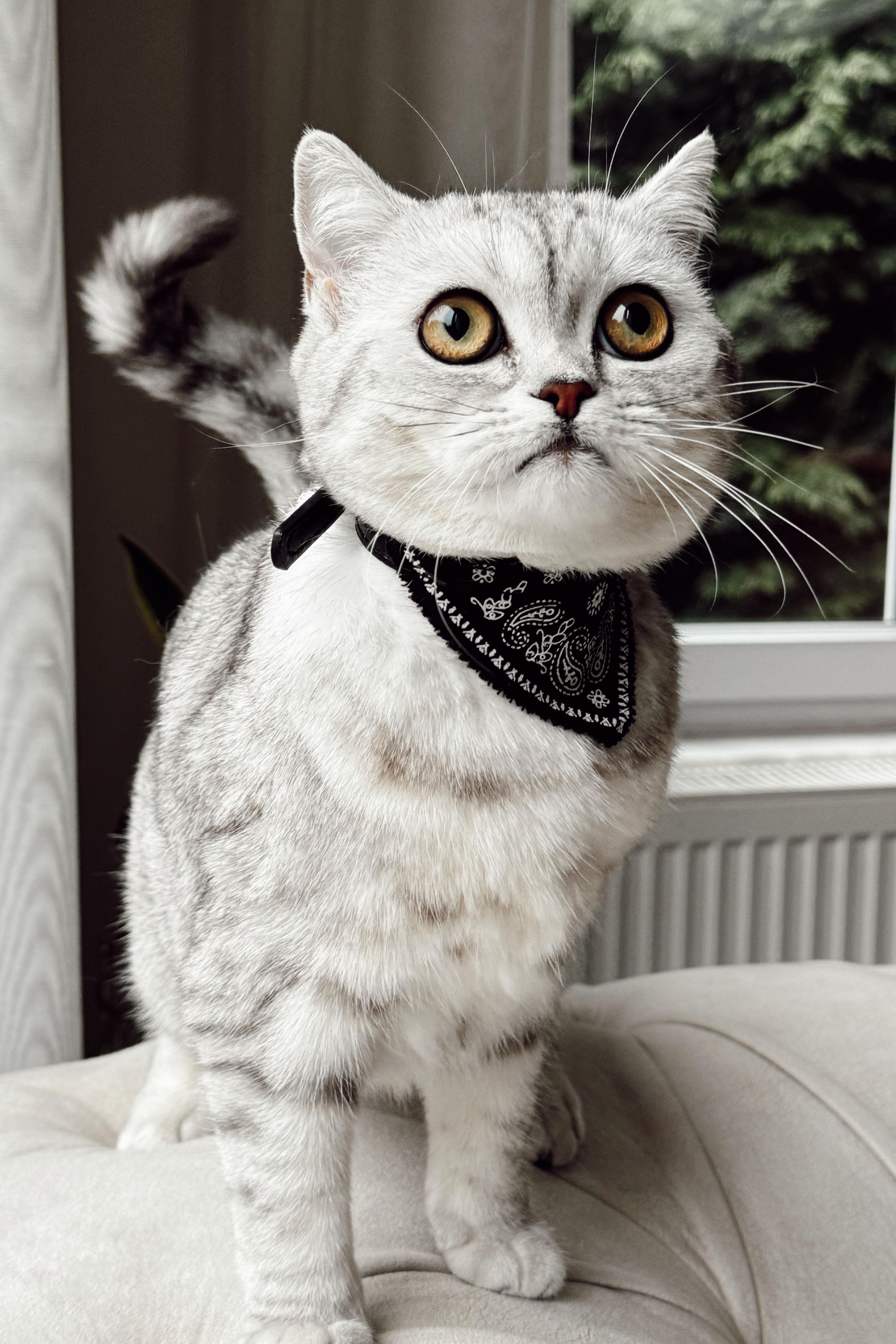 Tasmali qulni tayyorlash fotosurati Tasmali qulni tayyorlash fotosurati