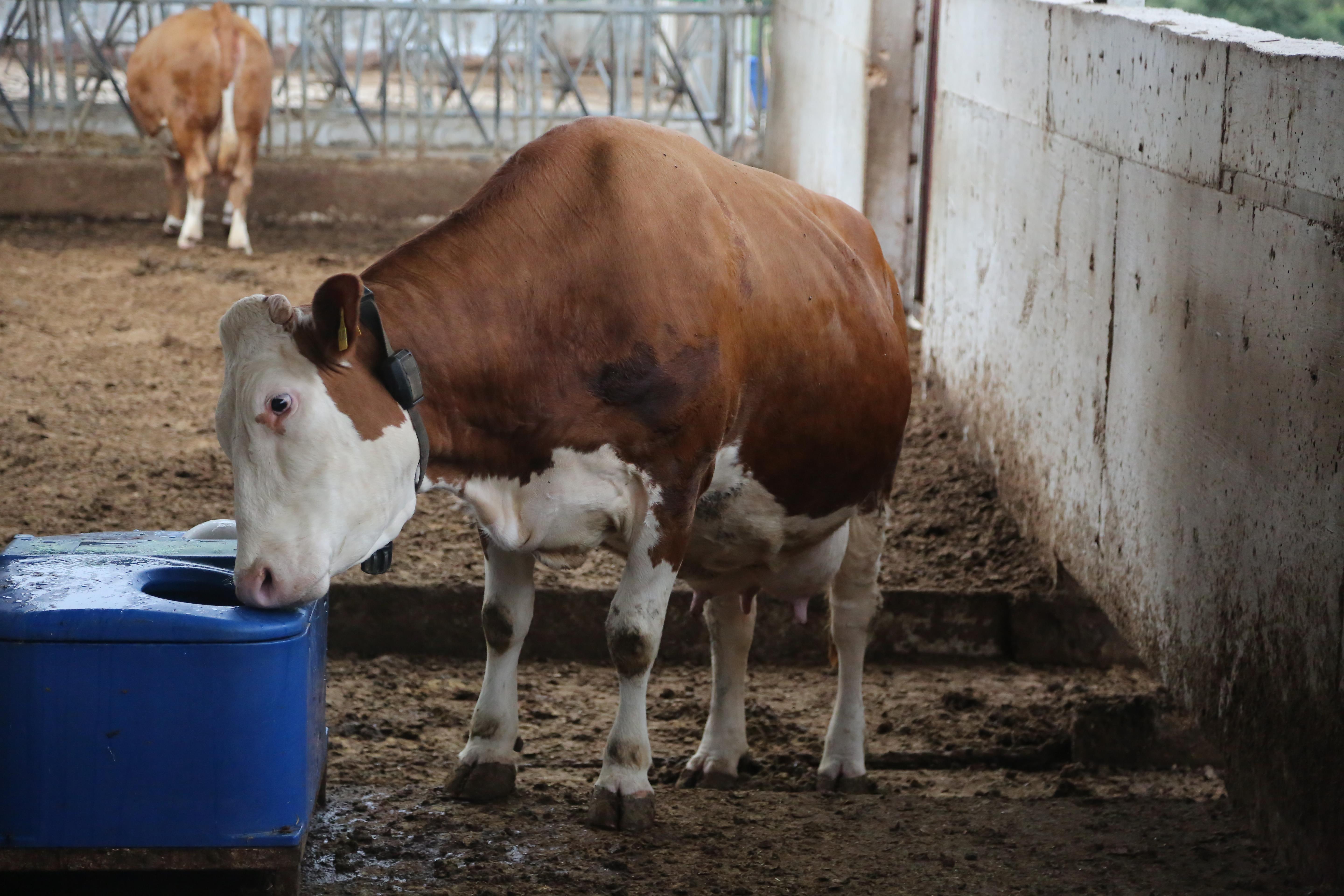 Kurtsan Büyükbaş Donmaz Suluk ( 110 Litre )