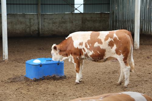 Kurtsan Büyükbaş Donmaz Suluk ( 110 Litre )
