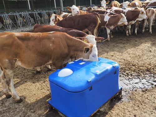 Kurtsan Büyükbaş Donmaz Suluk ( 110 Litre )