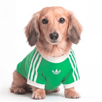 adidas Pet Cali Evcil Hayvan Tişört