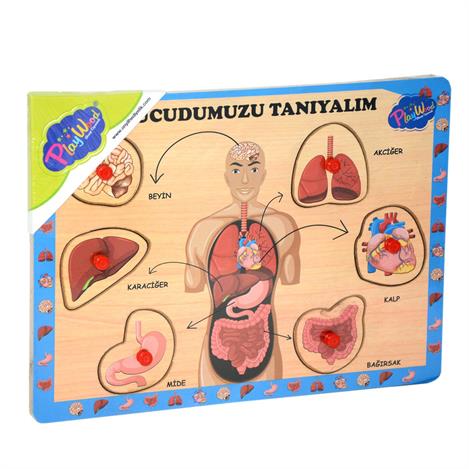287/288 AHŞAP TUTMALI VÜCUDUMUZU TANIYALIM 287/288 AHŞAP TUTMALI VÜCUDUMUZU TANIYALIM