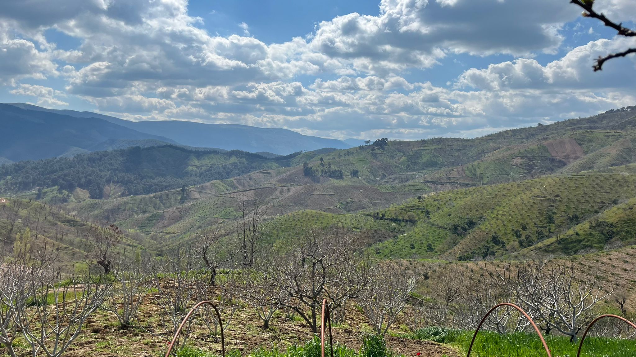 Dağ i̇nciri,İnci̇r fi̇yatlari,Balli kuru i̇nci̇r,Balli i̇nci̇r,Doğal kurutulmuş i̇nci̇r