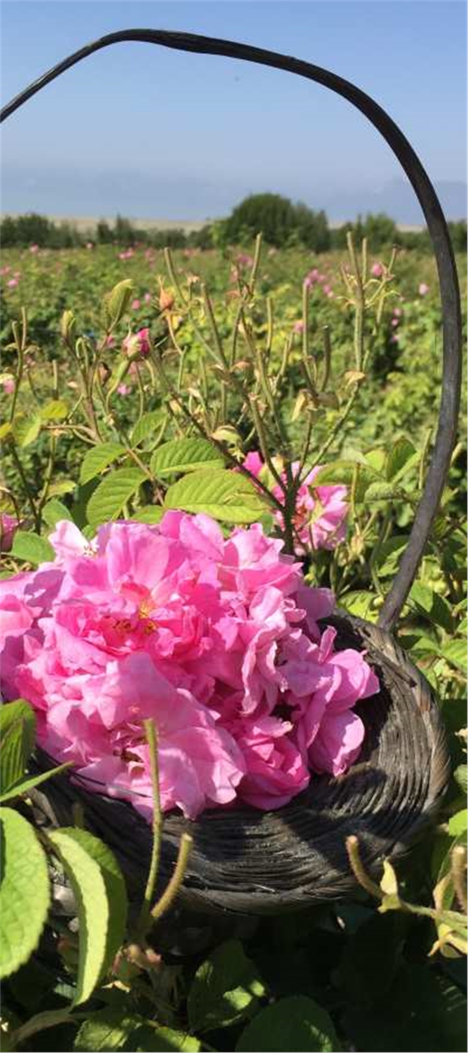 GÜL YAĞI (TÜRKİYE)