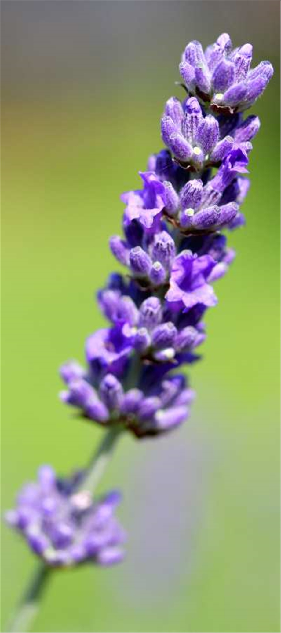 LAVANDİN YAĞI (GROSSO)